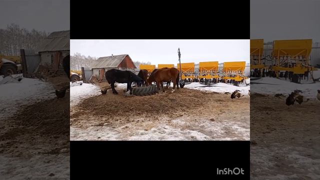 АЛЛАНЫҢ қалауымен Багира далаға шыкты! жылқы шаруашылығы! тауық!техника. 2023. смотреть онлайн