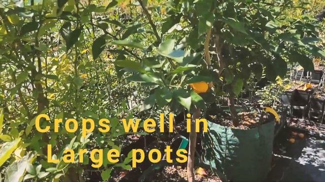 Yuzu - Growing & Eating Yuzu (Grafted) Fruit Trees смотреть онлайн