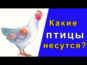 как определить несеться курочка или нет