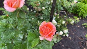 ? Amour de Molene // Adam Rose // Hybrid Tea / ADAruocal