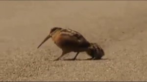 🐥 ЖИП-ЖИП ЖЎЖАЛАРИМ 🐥| JIP-JIP JO'JALARIM 🐥🐥🐥