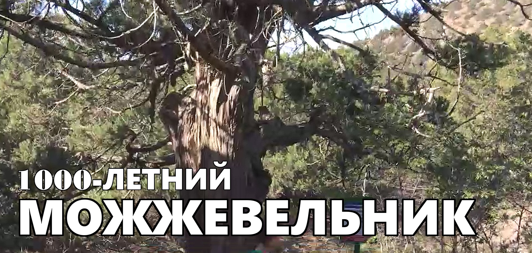 1000-летний можжевельник