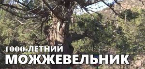 1000-летний можжевельник