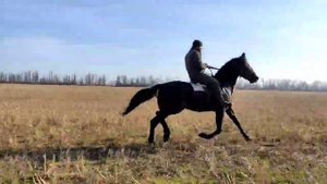 Американский рысак. Иноходец.Спирит впервые рядом с машиной