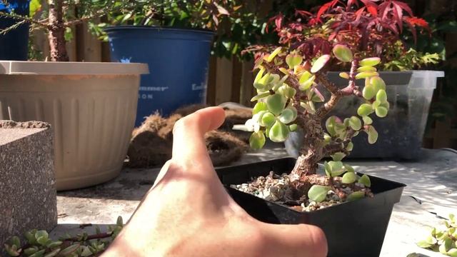 Episode 100, Pruning My Variegated Portulacaria Afra(dwarf jade) смотреть онлайн