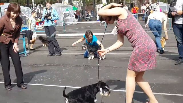 Монопородная выставка цвергшнауцеров(13) смотреть онлайн