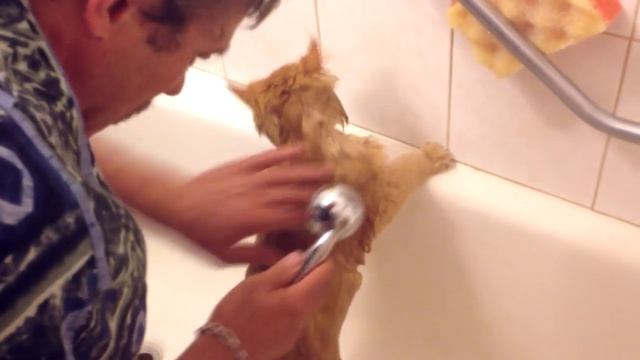 How to wash a cat / Как мыть кошку смотреть онлайн