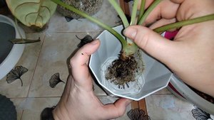 Пересадка алоказий Silver dragon & Black velvet в лечузу пон на фитильный полив