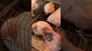 Даем мы костную муку курям бройлером как кормить бройлеров