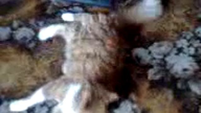 Вы все еще думаете что коты боятся пылесосов смотреть онлайн