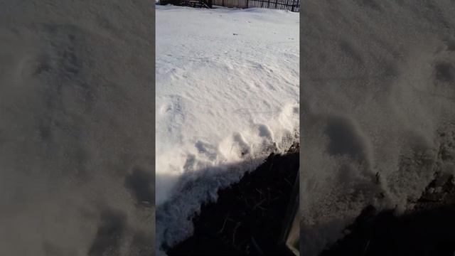 Обзор огорода .Посев салата и редиса в теплицу . 24.03.21. смотреть онлайн