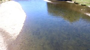 Горбуша идет на нерест. Сахалин