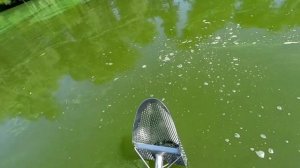 Подводный коп с XP Orx, золотое кольцо.