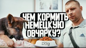 Чем кормить #немецкую овчарку когда режутся зубы