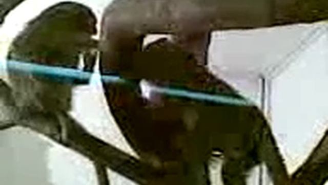 Карликовые игрунки смотреть онлайн