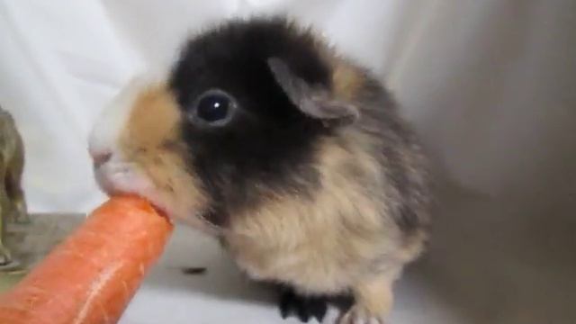 Очень большая и вкусная морковка 2 смотреть онлайн