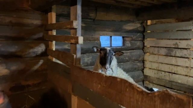 Как зимовал скот в Заонежье смотреть онлайн