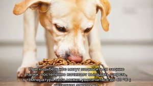 Собака перестала есть и вялая: что делать