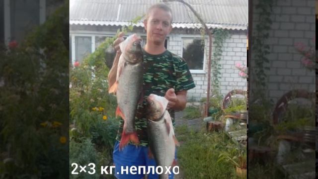 Ловля толстолоба на планктон собственного производства смотреть онлайн