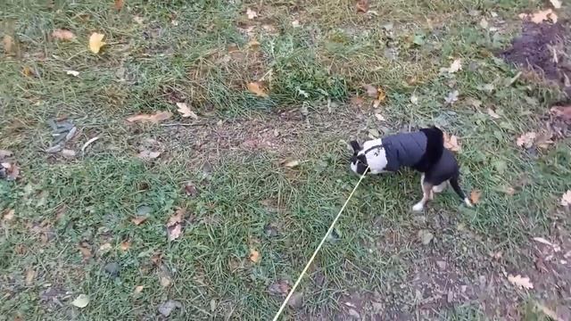 влог - осень и её настроения , покупки,  игры Хвостика смотреть онлайн