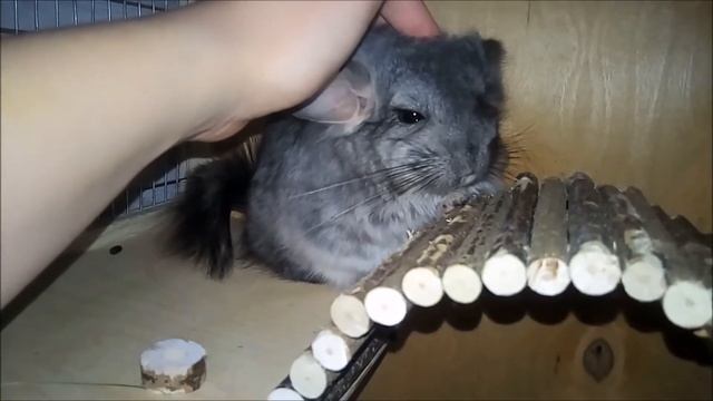 Как приручить шиншиллу? - Что за зверь такой шиншилла?