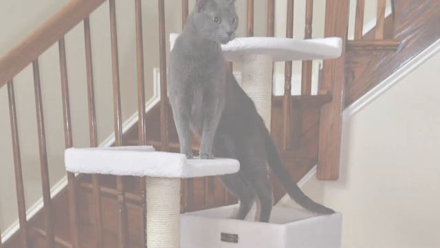 ✅ Cat Tree: Best Cat Trees 2021 (Buying Guide) смотреть онлайн