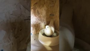 Бакинские голуби шейки,мраморные,белые,Чили