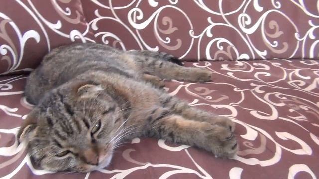 Красим березовые веточки. Украшаем дачный интерьер. смотреть онлайн