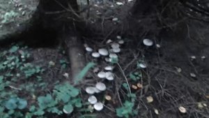 Рядовки наступают...Серые рядовки - прекрасны...