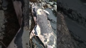На берег Черного моря выбросило мертвых дельфинов в Краснодарском крае