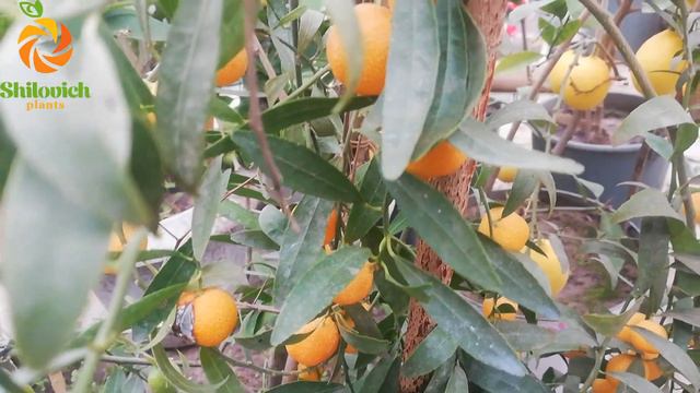 Microcitrus 