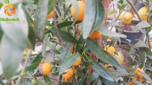 Microcitrus "Eremoоrange" ,  микроцитрус Эремоорандж