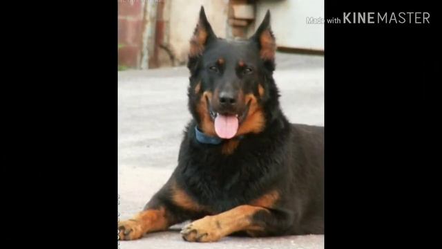 Всё о породе собак Басерон(Французская овчарка) смотреть онлайн