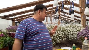 АЛИССУМ ВЕГЕТАТИВНЫЙ как бороться с вредителями.