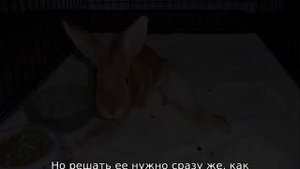 У кролика отказали задние лапы — что делать