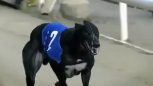 Собачьи бега Рывок грейхаунды