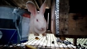 Можно ли кормить Кроликов картошкой ?. МОЖНО