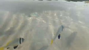 Maritim Jolie Ville Resort & Casino 5*, пляж