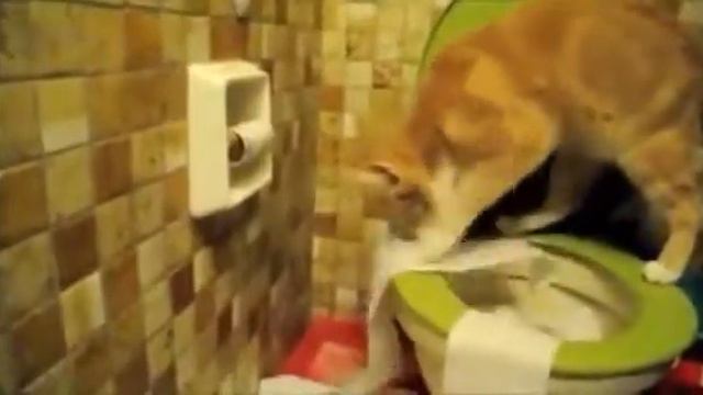 Кот делать свои дела смотреть онлайн