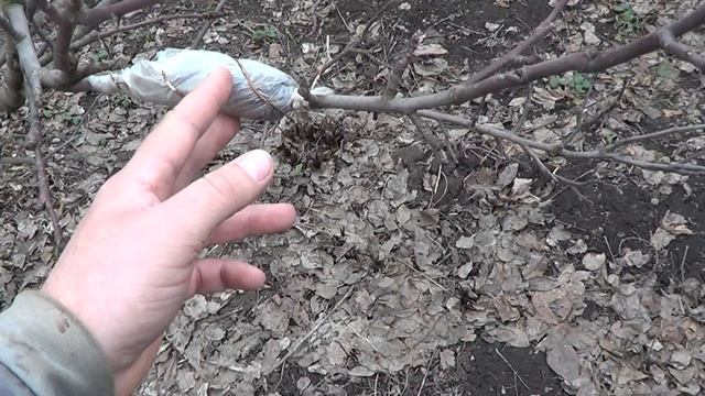 Размножение плодовых деревьев (мой первый опыт)