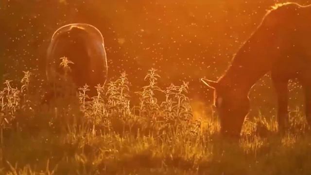 Нас закружит любовь_ смотреть онлайн