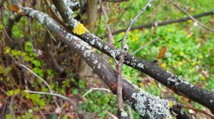 Rožňava on a rainy day | Slovakia