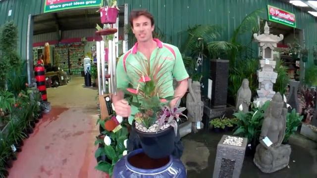 Flowering shade plants смотреть онлайн