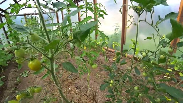 Помидоры лопаются прямо на грядках, начались грозы и дожди, но дача не отпускает смотреть онлайн