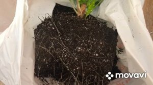 Комнатные растения/Мини-пересадка/Выходные цветовода любителя по уши в земле?