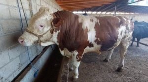 Мол бозор Хочи шариф сментал 40.000 сомон