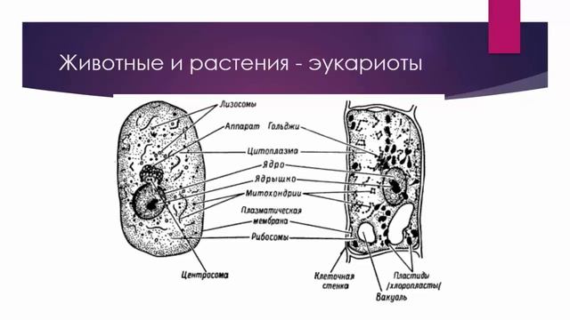 Биология 9 класс анатомия