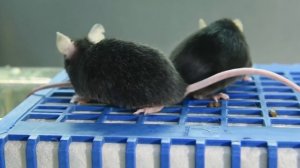 Замедление старения и его обращение вспять (Veritasium)