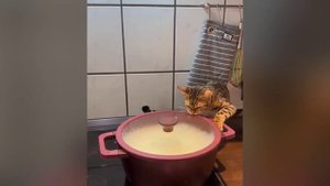 смешные случаи с животными 51