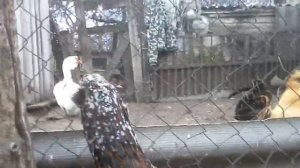 Орловские ситцевые куры